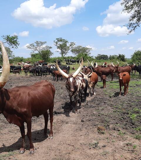 Organizácia Health Initiatives Association